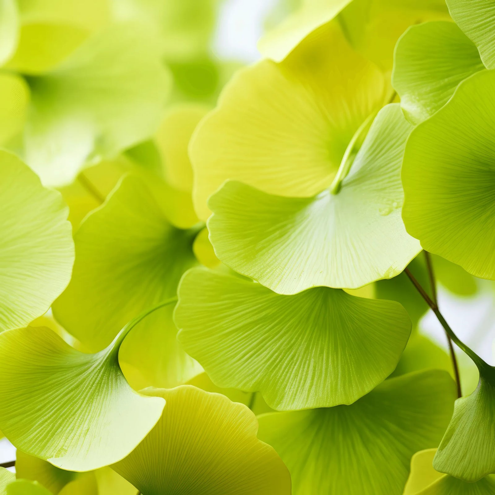 Amadeus ginkgo tree