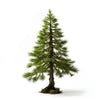 Amaris larch tree
