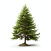 Ambika larch tree