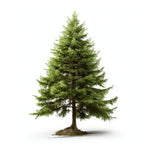 Ambika larch tree
