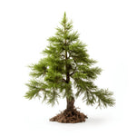 Ambra larch tree