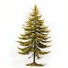 Ambrose larch tree