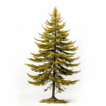Ambrose larch tree