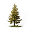 Ambrosine larch tree