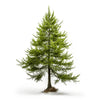 Amerie larch tree