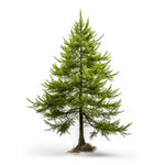 Amerie larch tree