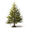 Amias larch tree