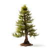 Amie larch tree