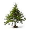 Ammon larch tree