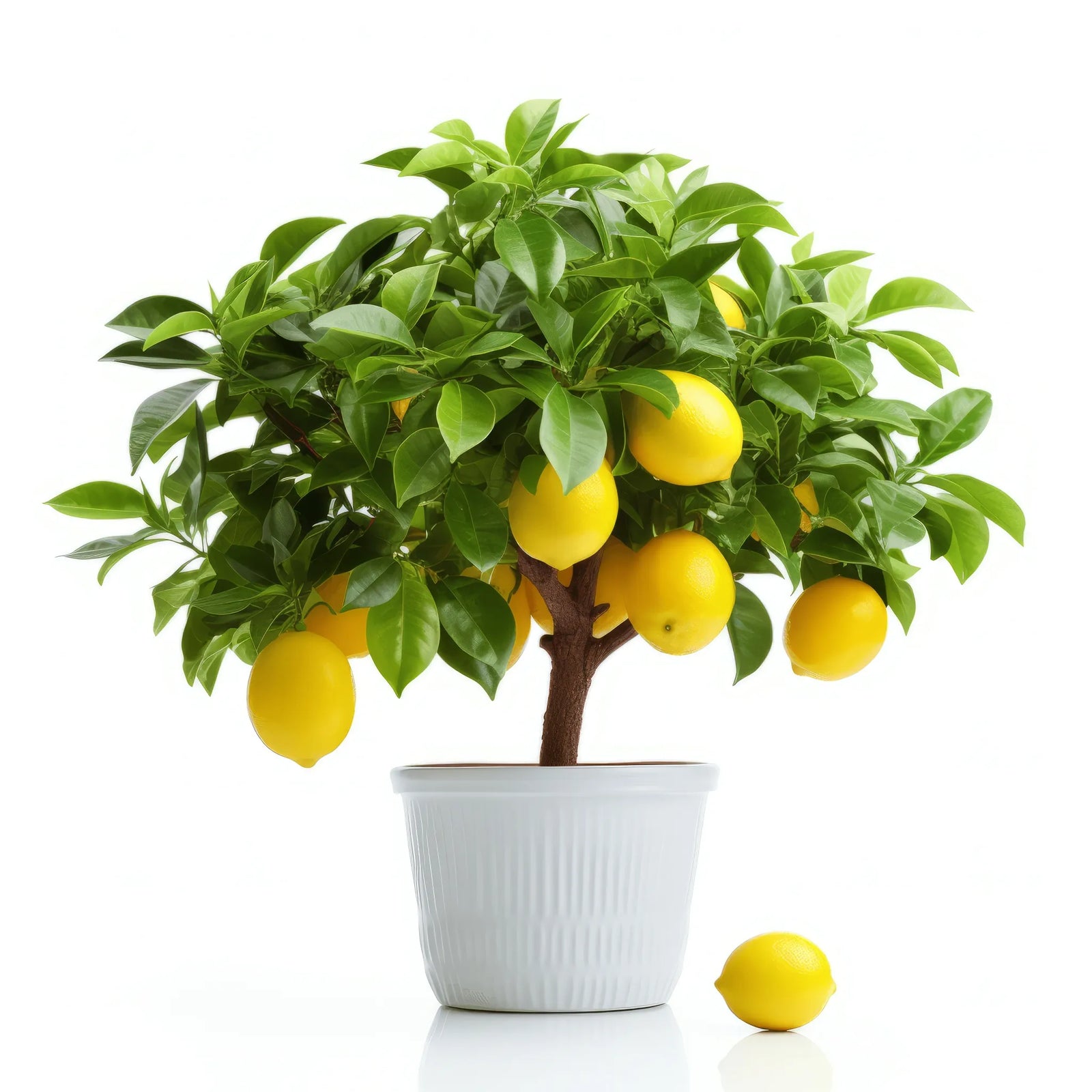 Anabel lemon tree