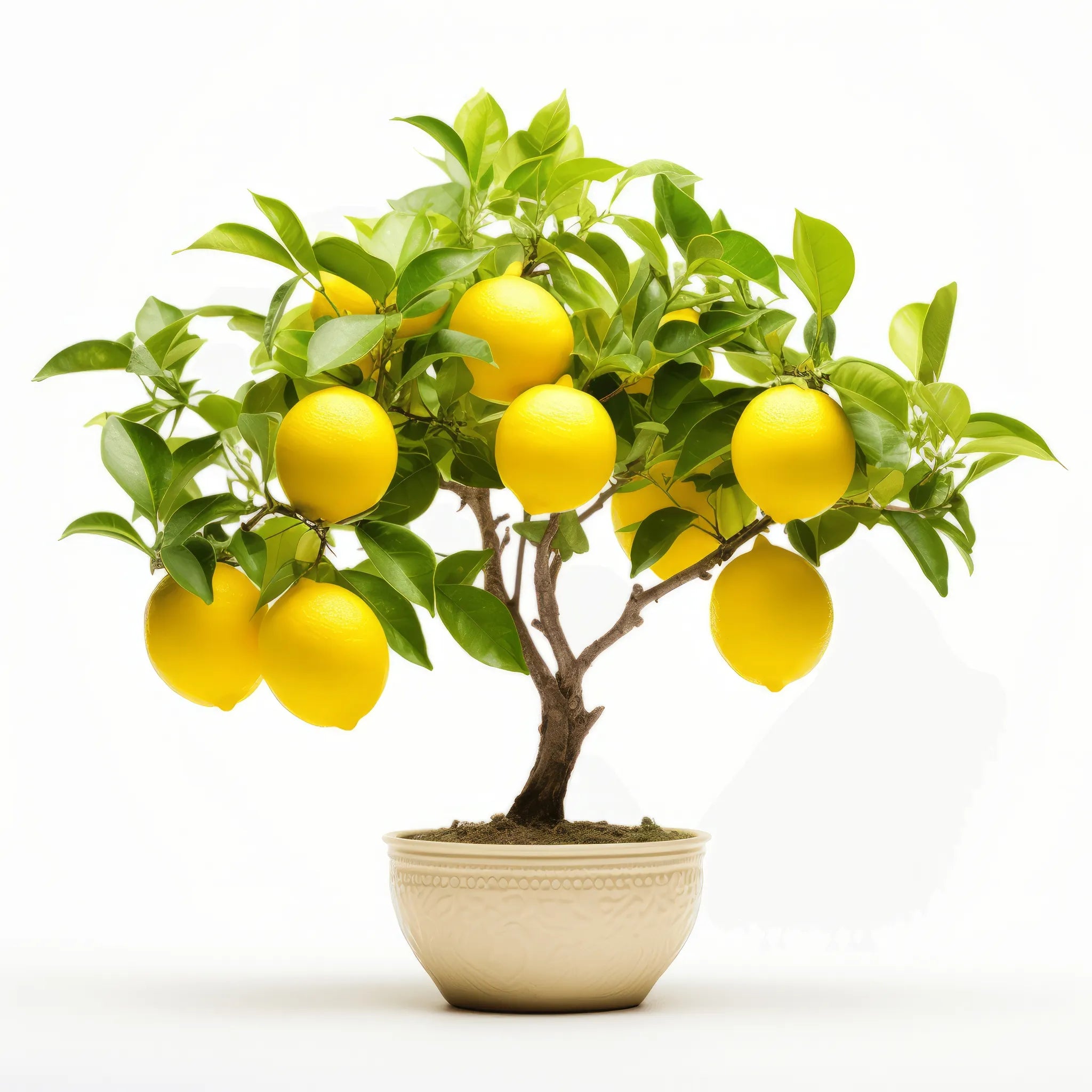 Anais lemon tree
