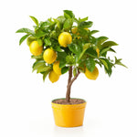 Anam lemon tree
