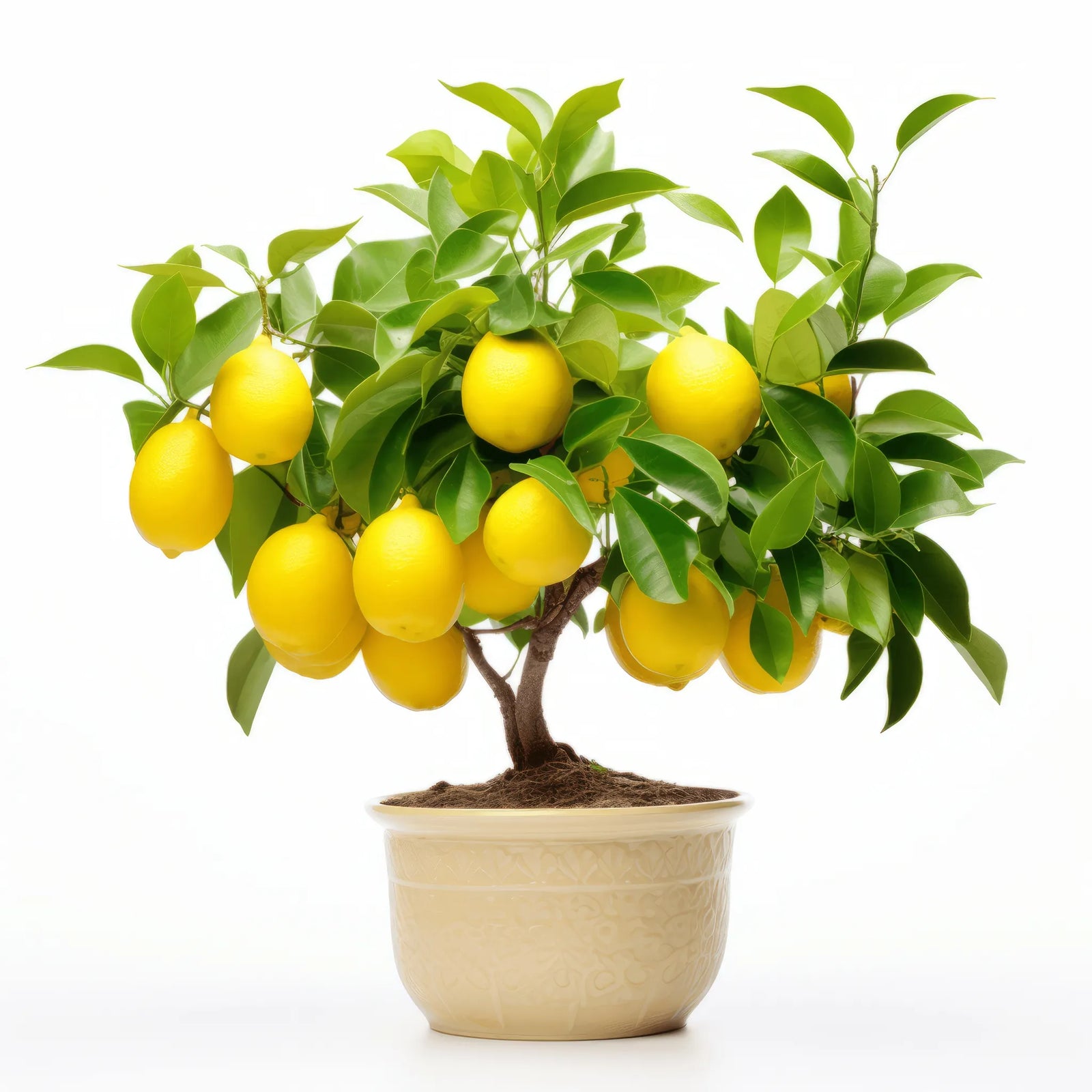 Anastasia lemon tree