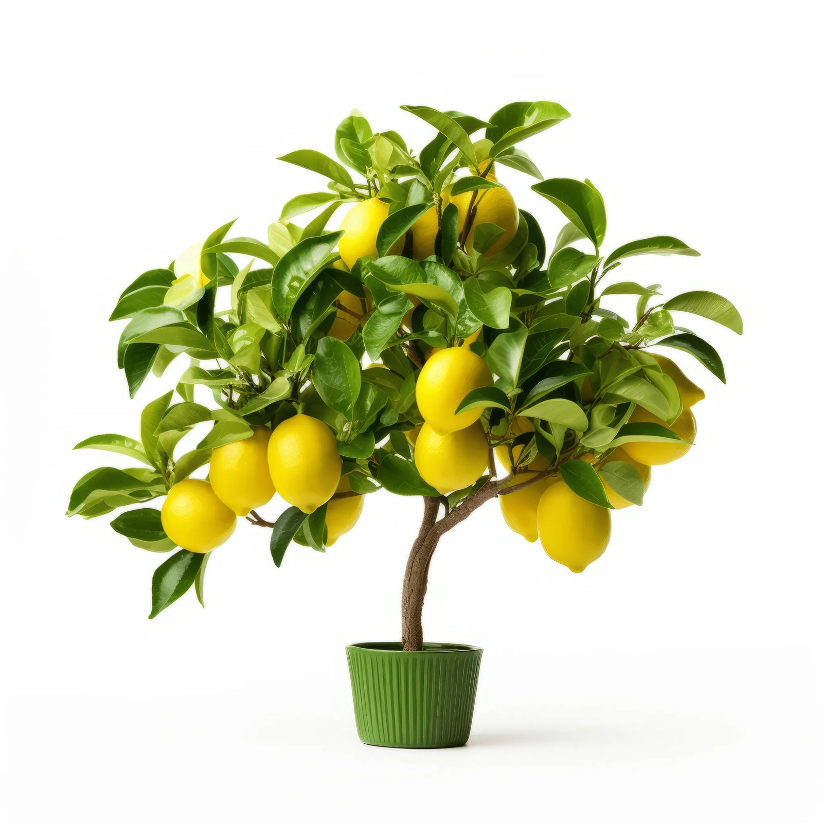 Andile lemon tree