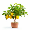 Andra lemon tree