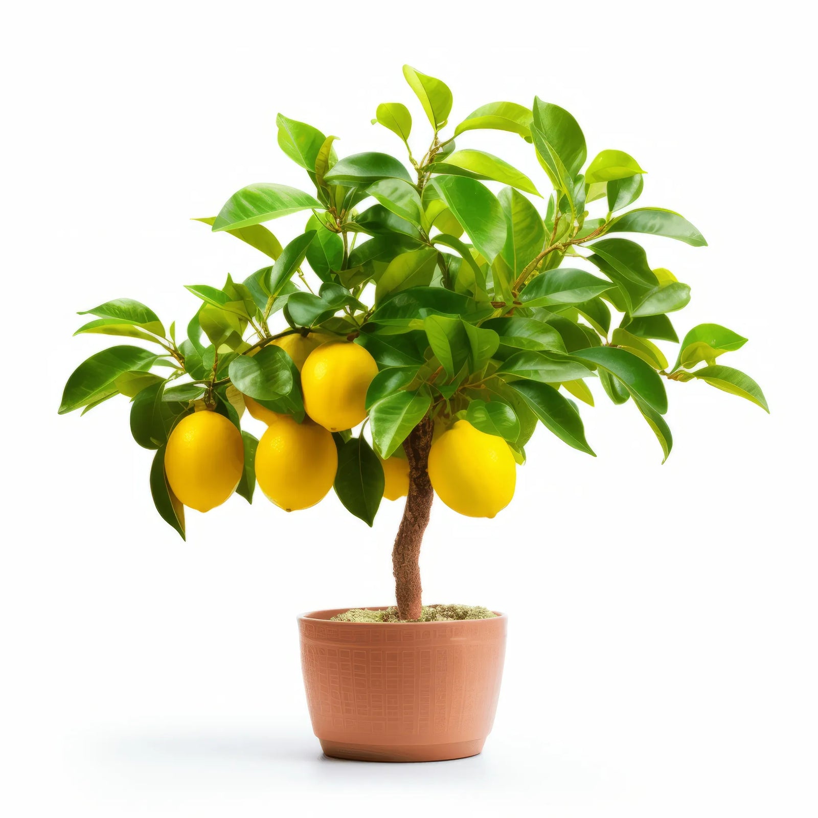 Andra lemon tree