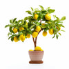 Andrea lemon tree