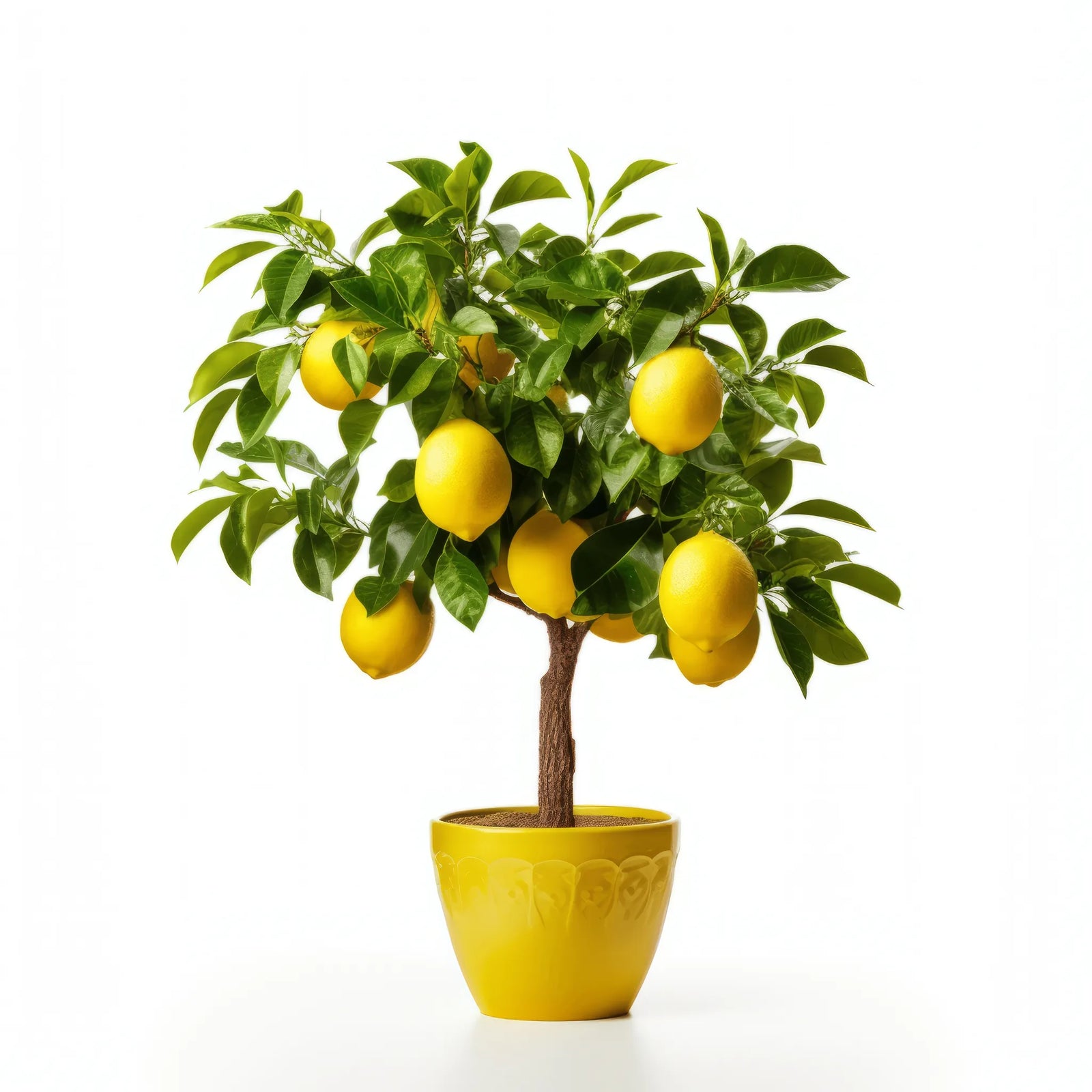 Andrei lemon tree
