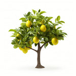 Andy lemon tree