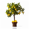 Angana lemon tree