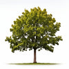Anicet maple tree