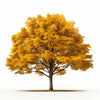 Anisa maple tree