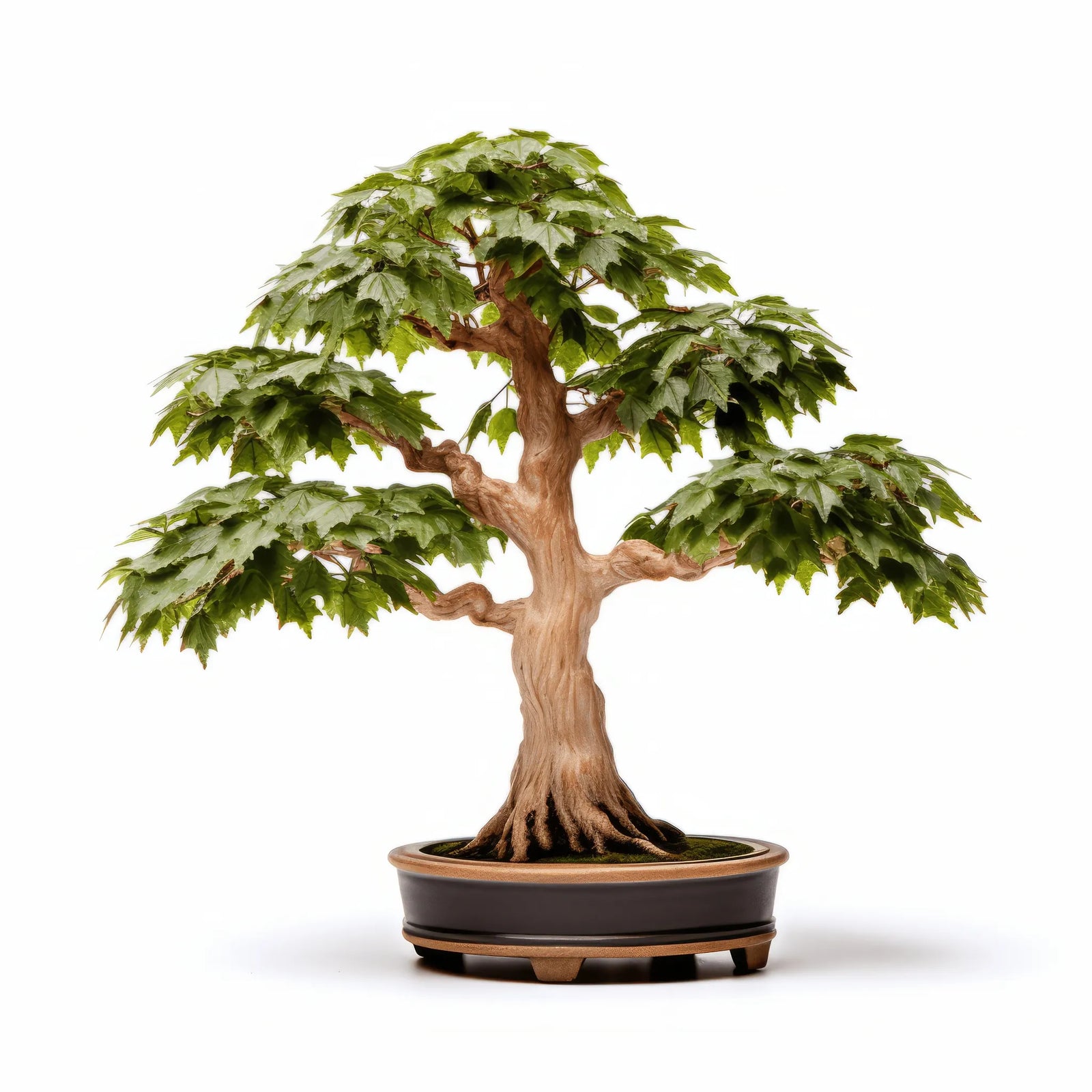 Anjola maple tree