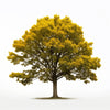 Anka maple tree