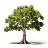 Annette maple tree