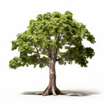 Annette maple tree