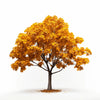 Annunziata maple tree