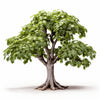 Anona maple tree