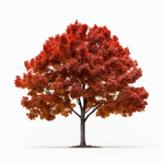 Anri maple tree