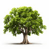 Anselmo maple tree