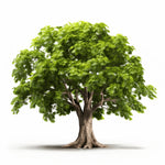 Anselmo maple tree