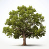 Anstice oak tree