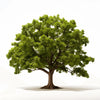Antea oak tree