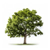 Antigone oak tree