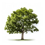 Antigone oak tree