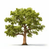 Anton oak tree