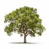 Antonella oak tree