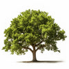 Antonio oak tree