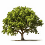 Antonio oak tree