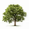 Antony oak tree