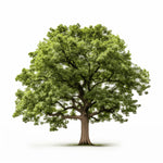 Antony oak tree