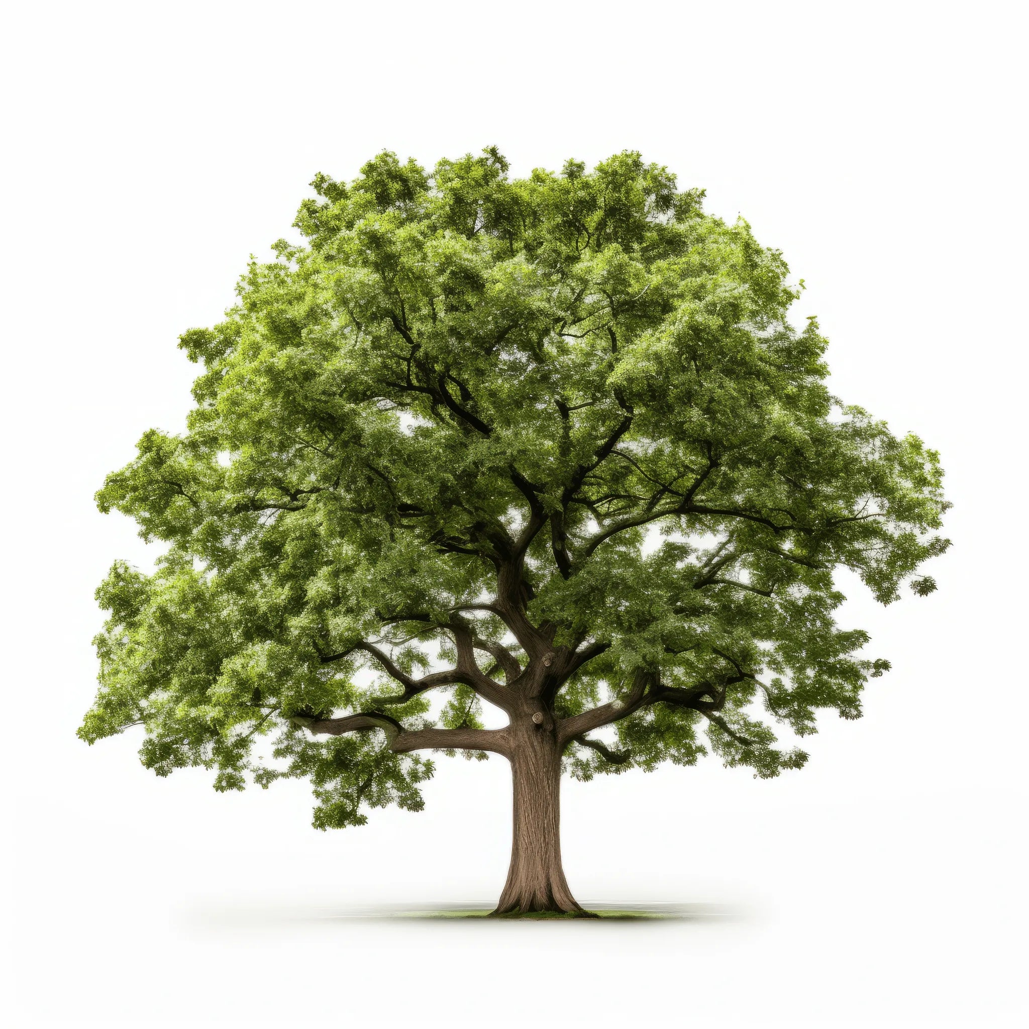 Antony oak tree