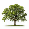 Anwen oak tree