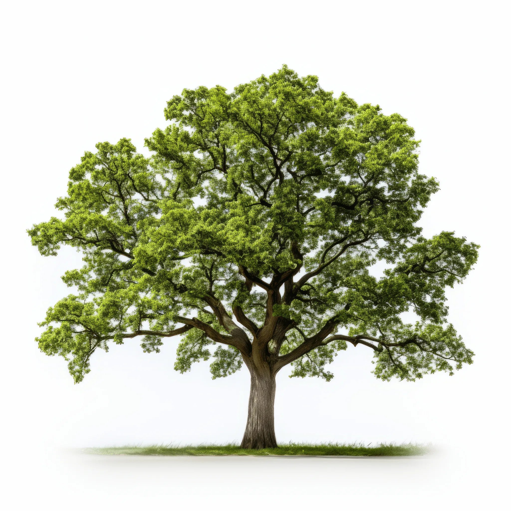 Anwen oak tree
