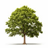 Anyu oak tree