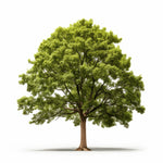 Anyu oak tree